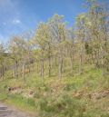 Aragón recibe 2,5 millones de euros para reforzar la salud de sus masas forestales, con intervenciones en Formiche, Mezquita de Jarque, Pancrudo y otros cinco municipios de la comunidad