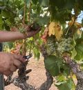 Aragón es una de las regiones con mayor riqueza vitivinícola de España