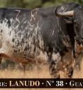 Dos toros cerriles y la XX Exhibición de emboladores en la Feria de Mosqueruela