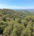 Medio Ambiente destina 640.000 euros  a actuaciones en bosques con decaimiento