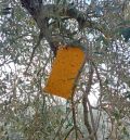 La DGA insta a los agricultores a parchear la mosca del olivo para tener un aceite de calidad