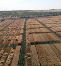 La producción de cereal supera las 506.000 toneladas frente a las 150.000 de 2024