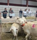 Confirmado el primer positivo  de lengua azul en Teruel  a falta de conocer el serotipo