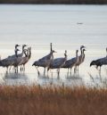 La llegada de las primeras grullas marca el inicio de la temporada en Gallocanta
