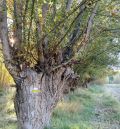 La cultura del chopo cabecero reivindica este sábado su valor patrimonial en Estercuel