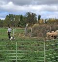 Valderrobres se vuelca con su campeonato de perros pastores, con 40 participantes