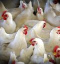Agricultura adopta medidas para prevenir la introducción de la gripe aviar en explotaciones avícolas y prohíbe la cría de aves de corral al aire libre