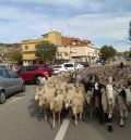 Un rebaño de 2.500 ovejas inicia este viernes su cañada hacia Jaén
