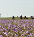 A menos de una semana de cerrar la campaña del azafrán, los resultados no acompañan