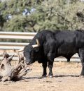 Valdefresno, una ganadería con alma  y raíces profundas del campo charro