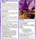 Monreal del Campo convoca el X Concurso de Fotografía sobre el azafrán