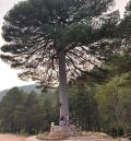 El pino El Escobón,  de Linares de Mora, candidato a Árbol del Año 2026