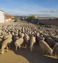 Los trashumantes de Guadalaviar  llegan ya a Jaén tras 20 días de vereda