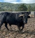 El último toro  de Gea de Albarracín será el próximo 6 de diciembre