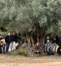 Nace la Asociación de Oliveras Singulares de Aragón para conservar el patrimonio olivarero