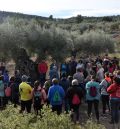 La cooperativa de Alcorisa estrena sala de catas y ruta a una olivera milenaria