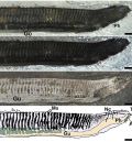 Una investigación sobre el origen de la estructura corporal de los cordados primitivos gana el concurso internacional de Investigación en Paleontología 2025