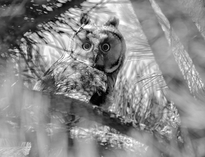 Jaime Charles parafrasea a Duncan Dhu con ‘Esos ojos negros’, fotografía ganadora del certamen en la categoría de Fauna