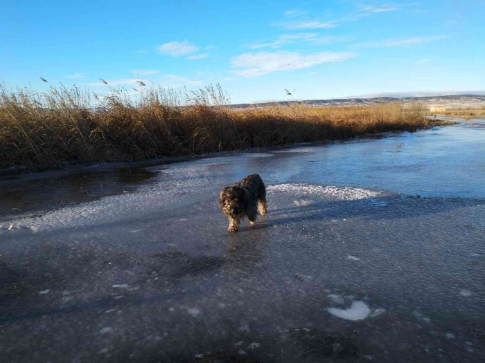 Perro en la laguna del Cañizar. D. Mansilla