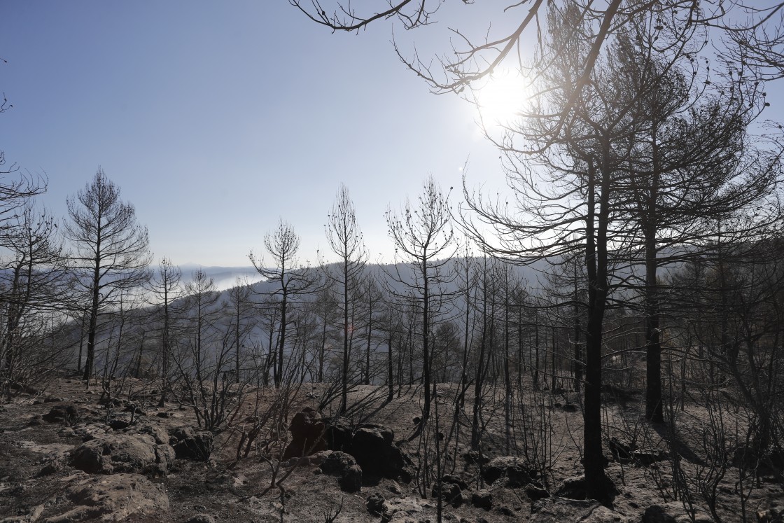 Bosque arrasado por el incendio en la zona de los Peiros