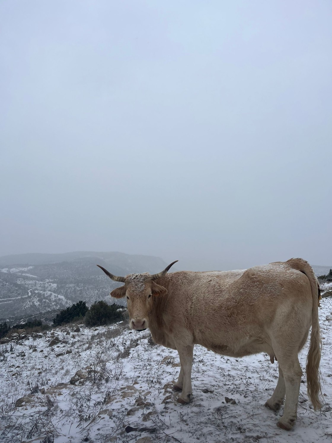 La nieve ha hecho acto de presencia en Libros. R.A.