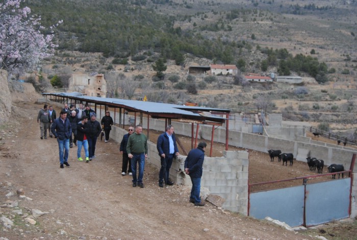 Un grupo de toros de la ganadería de Teo Adell entre los que hay varios de los que se ensogarán durante la próxima Vaquilla