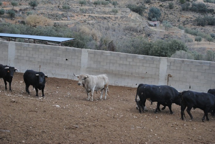 El toro jabonero (de pelaje marrón claro) será uno de los que se ensogará