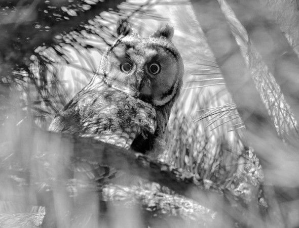 Jaime Charles parafrasea a Duncan Dhu con ‘Esos ojos negros’, fotografía ganadora del certamen en la categoría de Fauna