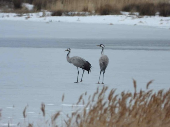 Dos grullas caminando sobre la laguna salada de Gallocanta, que está solidificada. Carmina Franco