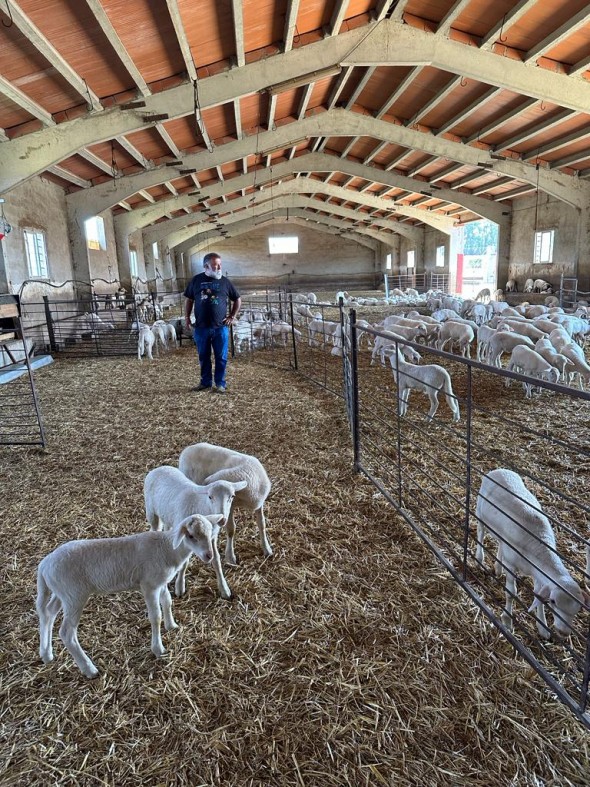 El candidato socialista Herminio Sancho, en su granja de ovino en Mezquita de Jarque