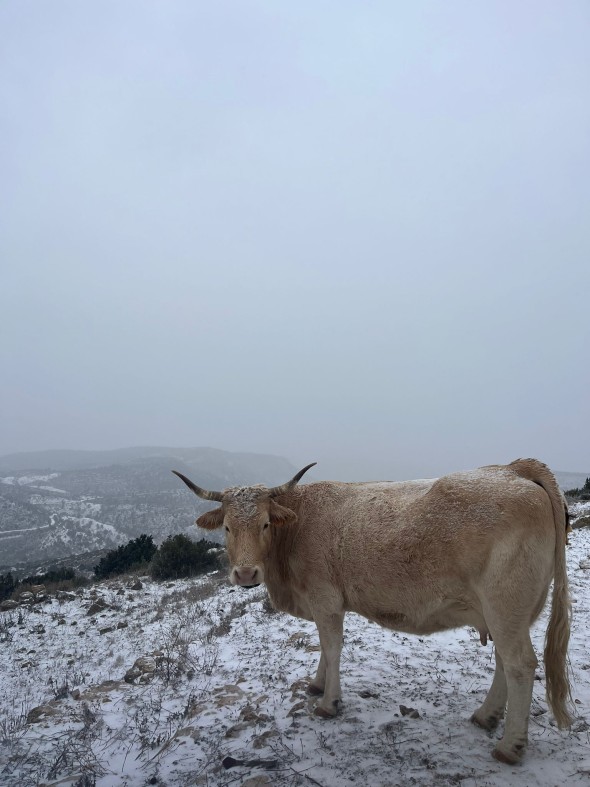 La nieve ha hecho acto de presencia en Libros. R.A.