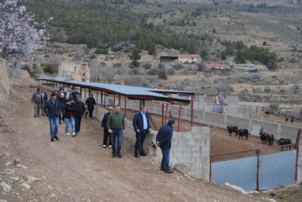 Un grupo de toros de la ganadería de Teo Adell entre los que hay varios de los que se ensogarán durante la próxima Vaquilla
