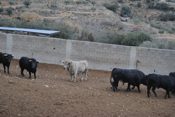 El toro jabonero (de pelaje marrón claro) será uno de los que se ensogará